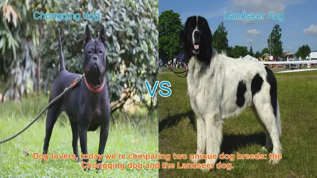 Video thumbnail for Chongqing Dog vs. Landseer Dog: A Breed Comparison
