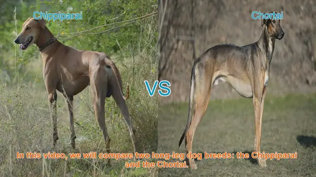 Video thumbnail for Chippiparai vs. Chortai: A Comparison of Two Long-Leg Dog Breeds