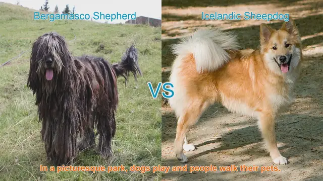 Video thumbnail for Long-Haired Dog Breed Comparison: Bergamasco Shepherd vs. Icelandic Sheepdog