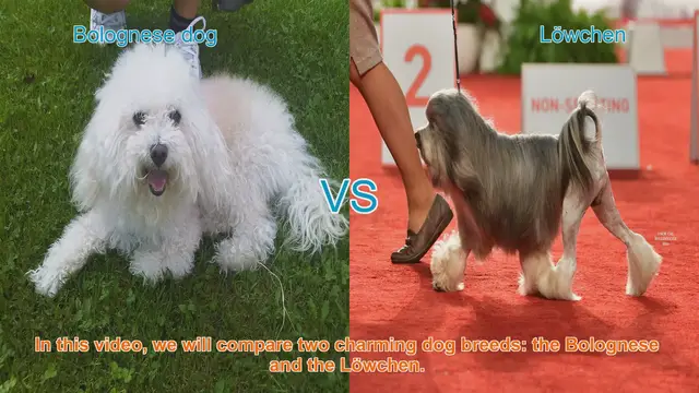 Video thumbnail for Bolognese vs. Löwchen: A Comparison of Charming Dog Breeds