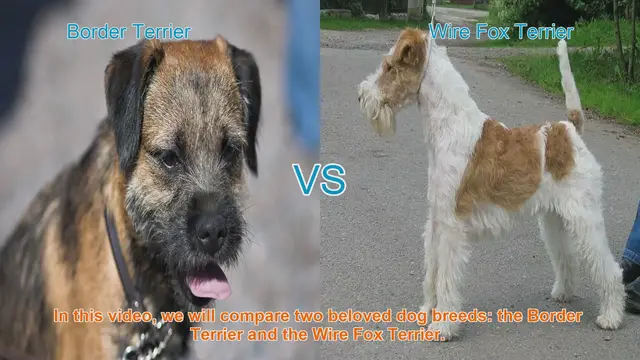 Video thumbnail for Border Terrier vs. Wire Fox Terrier: A Breed Comparison