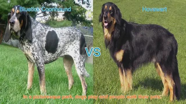 Video thumbnail for Bluetick Coonhound vs. Hovawart: A Breed Comparison