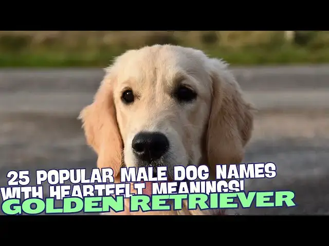 Video thumbnail for 25 Popular Male Golden Retriever Names with Heartfelt Meanings 🐶✨
