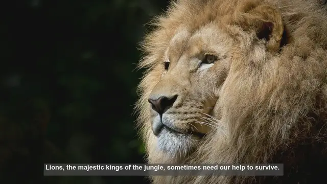 Video thumbnail for 10 Famous Rescued Lions: Stories of Hope and Conservation
