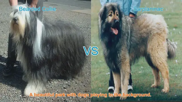 Video thumbnail for Bearded Collie vs. Šarplaninac: A Comprehensive Comparison