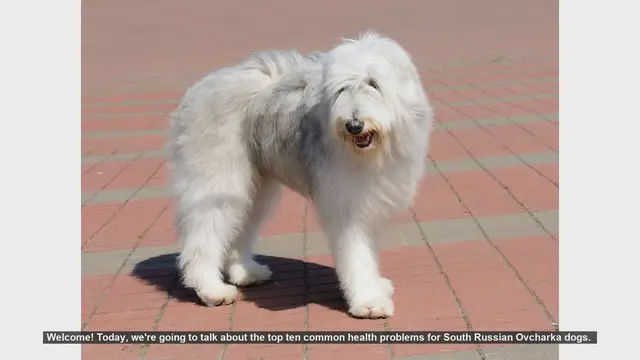 Video thumbnail for Top 10 Health Problems in South Russian Ovcharka Dogs