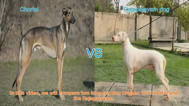 Video thumbnail for Chortai vs. Rajapalayam: A Comparative Guide to Long-Leg Dog Breeds