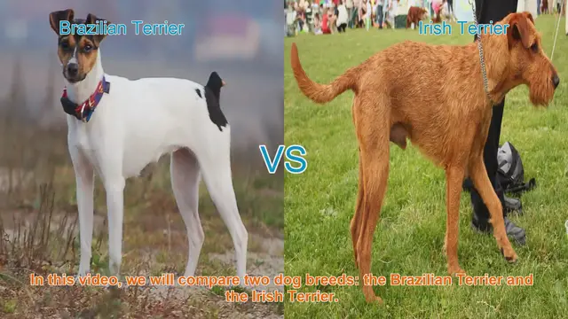 Video thumbnail for Brazilian Terrier vs. Irish Terrier: A Comprehensive Comparison