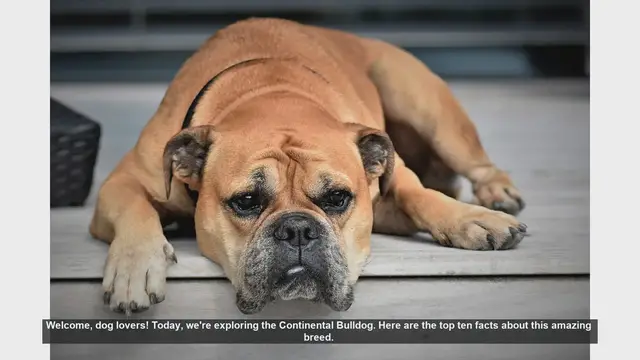 Video thumbnail for Top 10 Facts About the Continental Bulldog