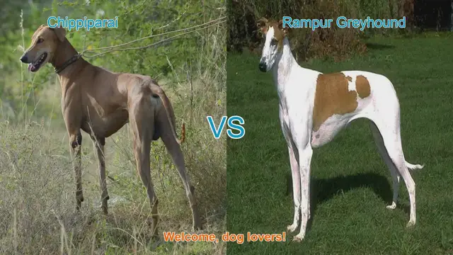 Video thumbnail for Chippiparai vs. Rampur Greyhound: A Comprehensive Comparison