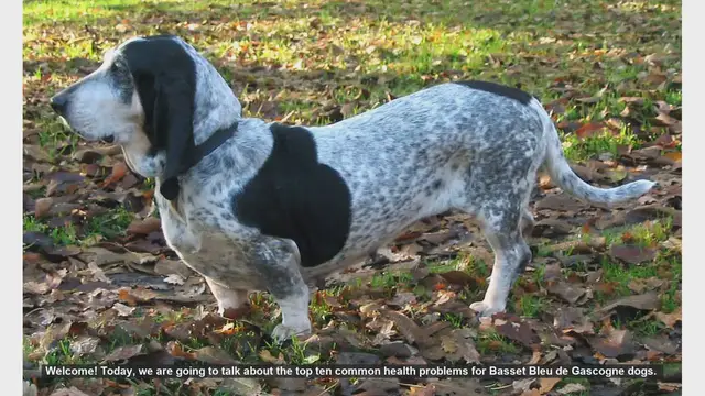 Video thumbnail for Top 10 Common Health Problems in Basset Bleu de Gascogne Dogs