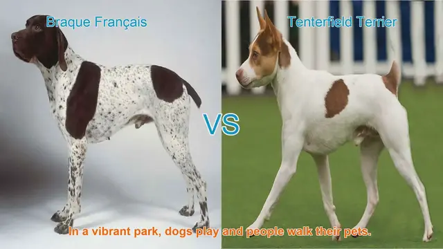 Video thumbnail for Exploring Two Unique Dog Breeds: Braque Français vs. Tenterfield Terrier