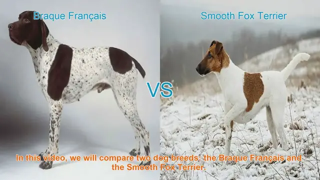 Video thumbnail for Comparing Braque Français and Smooth Fox Terrier: A Guide to Choosing the Right Dog Breed
