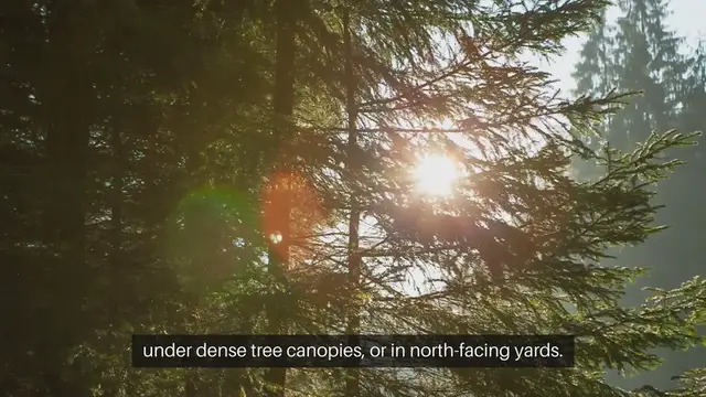 Video thumbnail for Shade-Loving Plants For Gardens