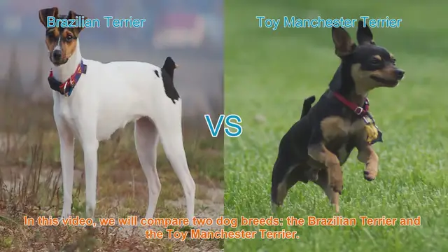Video thumbnail for Dog Breed Comparison: Brazilian Terrier vs. Toy Manchester Terrier