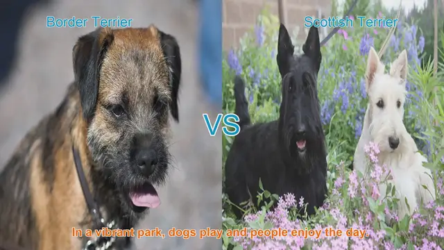 Video thumbnail for Border Terrier vs. Scottish Terrier: A Comparison of Beloved Dog Breeds