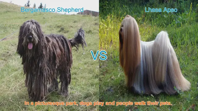 Video thumbnail for Bergamasco Shepherd vs. Lhasa Apso: A Comparison of Two Long-Haired Dog Breeds