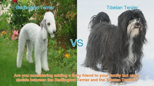 Video thumbnail for Bedlington Terrier vs. Tibetan Terrier: Choosing the Right Breed for Your Family