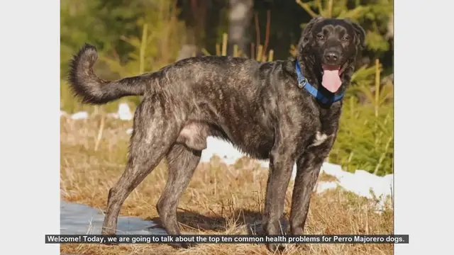 Video thumbnail for Top 10 Common Health Problems in Perro Majorero Dogs