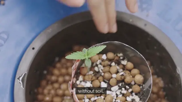 Video thumbnail for Vertical Hydroponic Garden Systems Explained