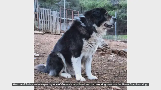 Video thumbnail for Top 10 Facts About the Greek Shepherd Dog