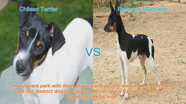 Video thumbnail for Chilean Terrier vs. Ratonero Murciano: A Breed Comparison