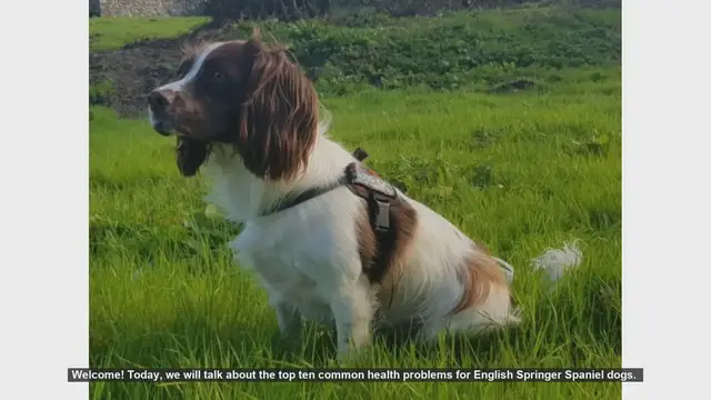 Video thumbnail for Top 10 Common Health Problems in English Springer Spaniels