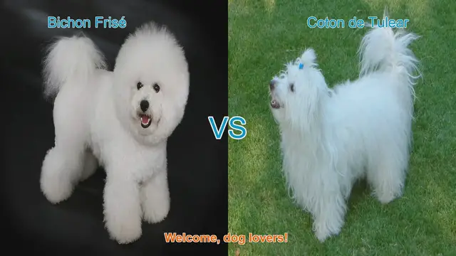 Video thumbnail for Bichon Frisé vs. Coton de Tulear: A Comparison of Charming Dog Breeds