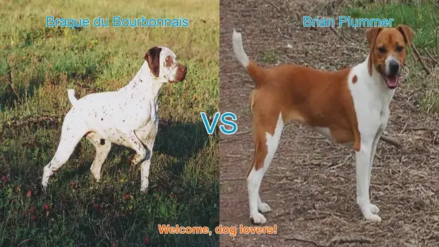 Video thumbnail for Braque du Bourbonnais vs. Brian Plummer Terrier: A Comprehensive Breed Comparison
