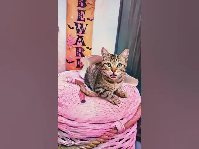 Video thumbnail for Cute Cat Video