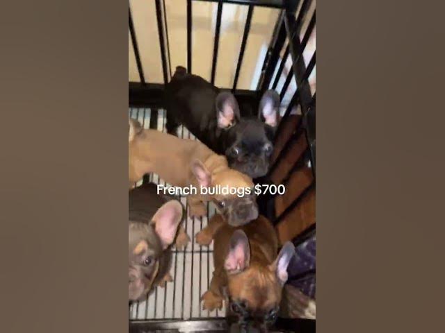 Video thumbnail for #frenchie #puppylovers  two Male and one female  ready to meet a new companions 😝😝