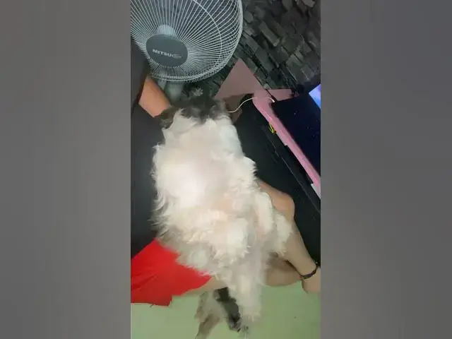 Video thumbnail for K-Drama With The Clingy Bella | Cute Clingy Shih Tzu #shihtzu #cuteshihtzu