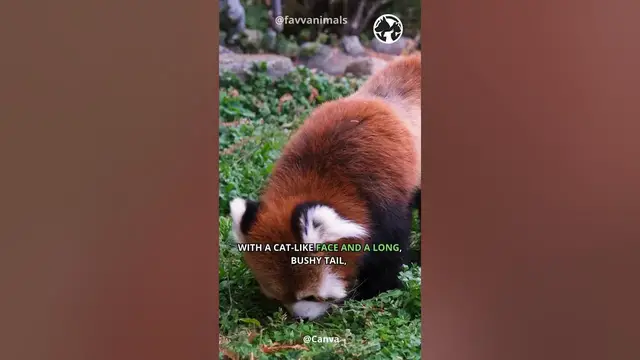 Video thumbnail for Forest Acrobats  - Red Pandas in the Canopy Wonderland #shorts #animals #wildlife
