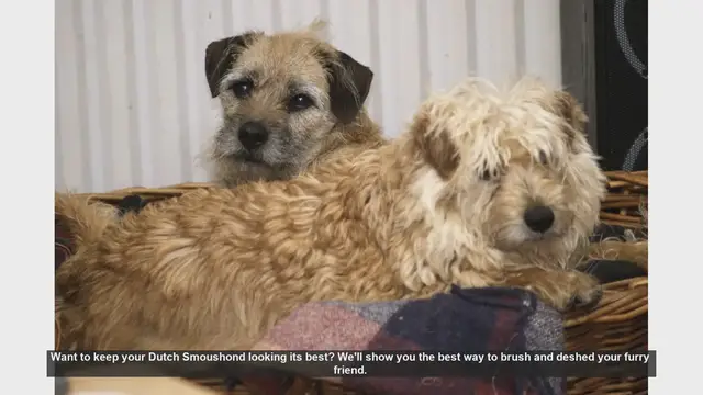 Video thumbnail for How to Brush and Deshed Your Dutch Smoushond: A Step-by-Step Guide