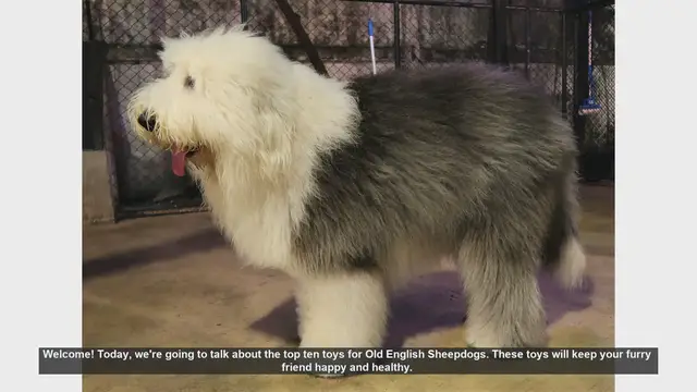 Video thumbnail for Top 10 Toys for Old English Sheepdogs: Keep Your Pup Happy and Healthy!