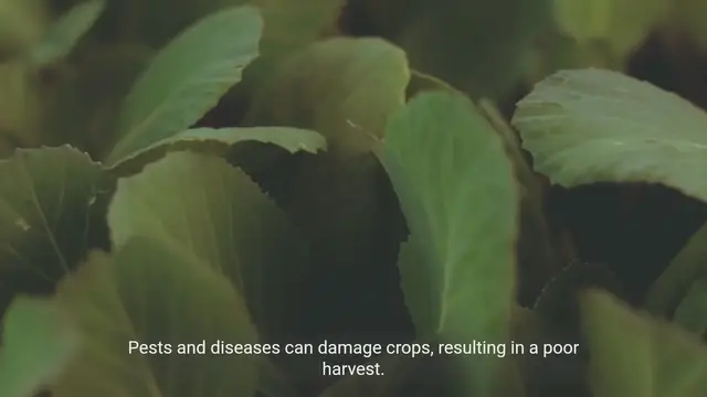 Video thumbnail for Understanding the Reasons Behind a Bad Harvest