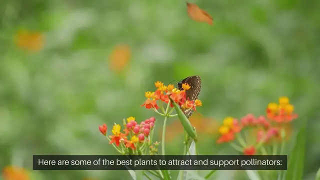 Video thumbnail for Best Plants For A Pollinator Garden