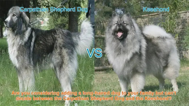 Video thumbnail for Carpathian Shepherd Dog vs. Keeshond: A Detailed Breed Comparison