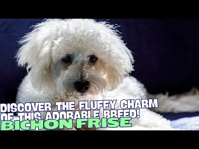 Video thumbnail for What is a Bichon Frise??✨