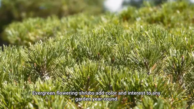 Video thumbnail for Evergreen Flowering Shrubs