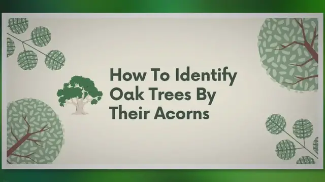 Video thumbnail for Oak Acorns Unmasked: The Ultimate Guide to Identifying White Oak vs. Red Oak