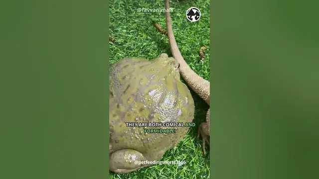 'Video thumbnail for Amphibian Giants  -  The African Bullfrog Chronicles #shorts #africanbullfrog'