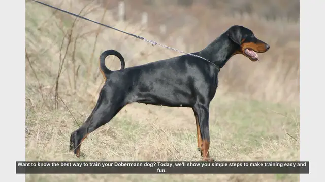 Video thumbnail for Top Tips for Training Your Dobermann: Easy and Fun Steps
