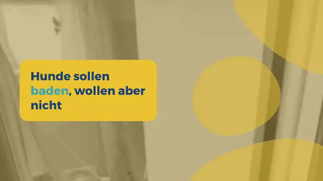 Video thumbnail for Hunde sollen baden, wollen aber nicht – wie ihr Besitzer sie trotzdem überzeugt, ist wirklich clever