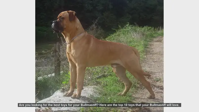 Video thumbnail for Top 10 Toys Your Bullmastiff Will Love