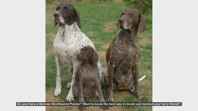 Video thumbnail for How to Brush and Deshed Your German Shorthaired Pointer