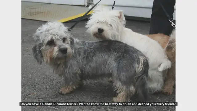 Video thumbnail for How to Brush and Deshed Your Dandie Dinmont Terrier