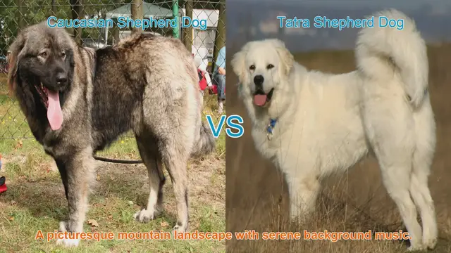 Video thumbnail for Caucasian Shepherd Dog vs. Tatra Shepherd Dog: A Comparative Guide
