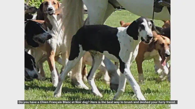 Video thumbnail for How to Brush and Deshed Your Chien Français Blanc et Noir