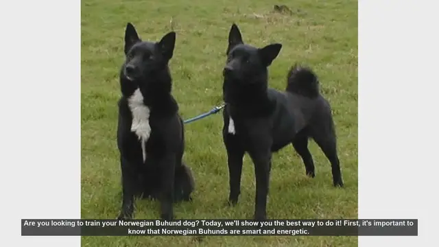 Video thumbnail for How to Train Your Norwegian Buhund: Tips and Techniques